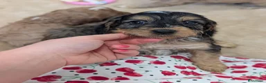 Cockapoo 2