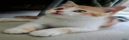 British Shorthair cats for sale: Gorgeous British Shorthair Kittens - READY NOW - Advert 9