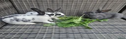 Rex rabbits for sale: Rex X English Spot - Advert 2