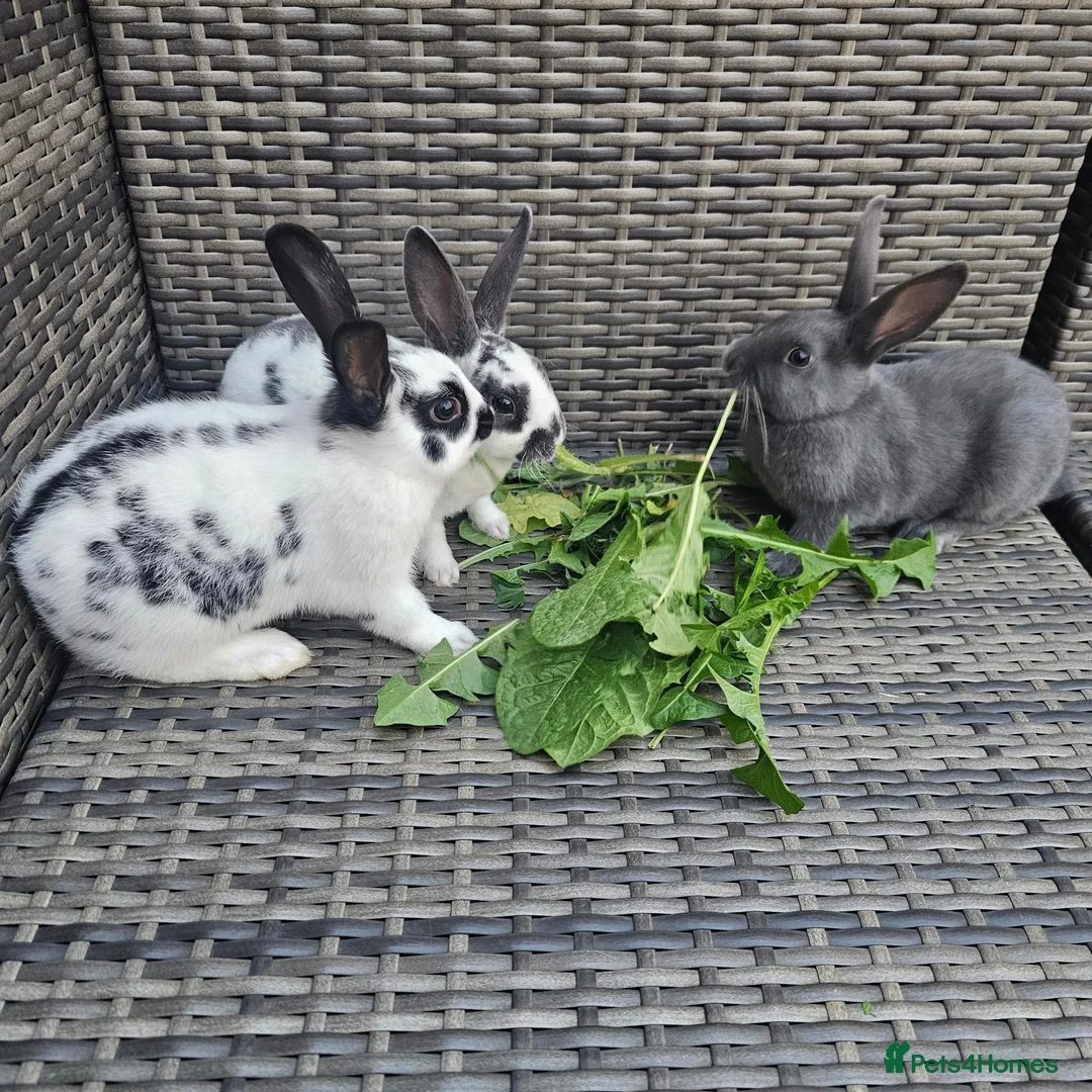 Rex rabbits for sale: Rex X English Spot - Advert 2