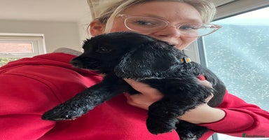 Cocker Spaniel dogs - Advert 3