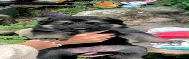 German Shepherd 1