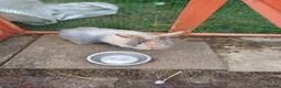 Mini Lion Lop rabbits for sale: Mixed sex 10 week old rabbits - Advert 6