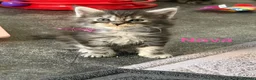 Maine Coon cats for sale: TICA Registered Maine Coon Kittens  - Advert 12