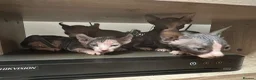 Sphynx cats for sale: Adorable sphinx kittens - Advert 7