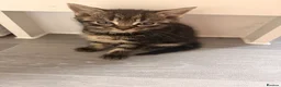Mixed Breed cats for sale: Two beautiful girls  - Advert 7