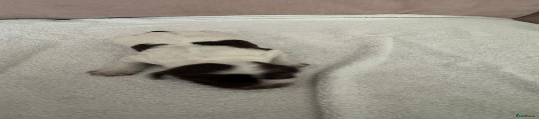 Cocker Spaniel Puppy Marshall