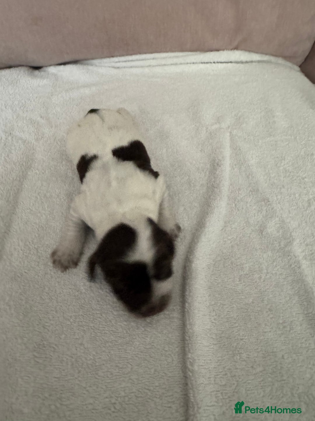 Cocker Spaniel dogs for sale: Cocker spaniel Puppies  - Advert 7