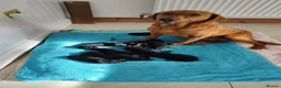 Labrador Retriever dogs for sale: 2 gorgeous boys looking for forever home - Advert 5