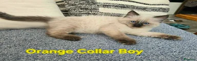 Ragdoll Kitten 1
