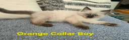 Ragdoll cats for sale: Beautiful ragdolls - Advert 12
