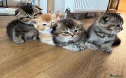 Scottish Fold cats for sale: Scottish fold kittens  - Image 1