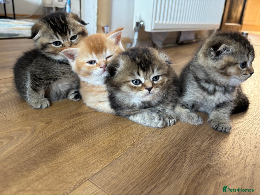 Scottish Fold cats for sale: Scottish fold kittens  - Image 1