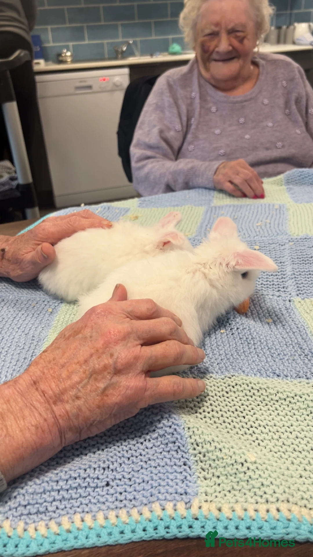 Dwarf Lop rabbits for sale: baby french dwarf lop rabbits in Nuneaton - Advert 2