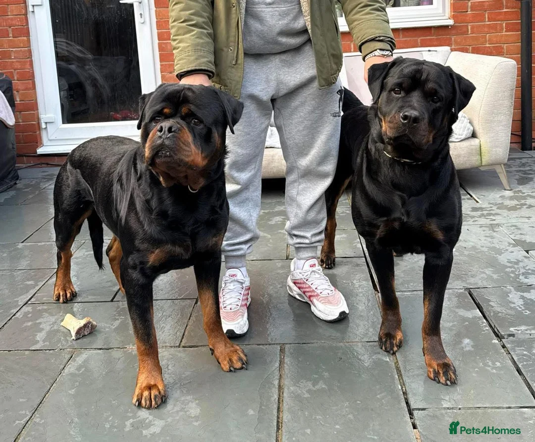 Rottweiler dogs for sale: KC Registered Rottweiler Puppies - Advert 2