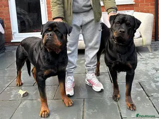 Rottweiler dogs KC Registered Rottweiler Puppies - Advert 10