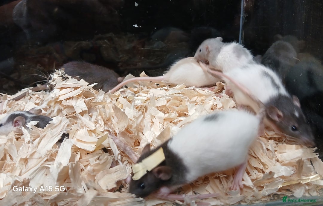 Rat rodents for sale: Baby Dumbo Rats Females  - Image 4