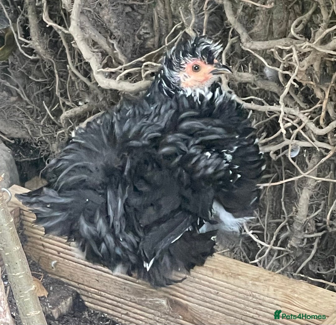 Netherland Dwarf rabbits for sale: Stunning Group of Young Pekin Bantams - Image 3