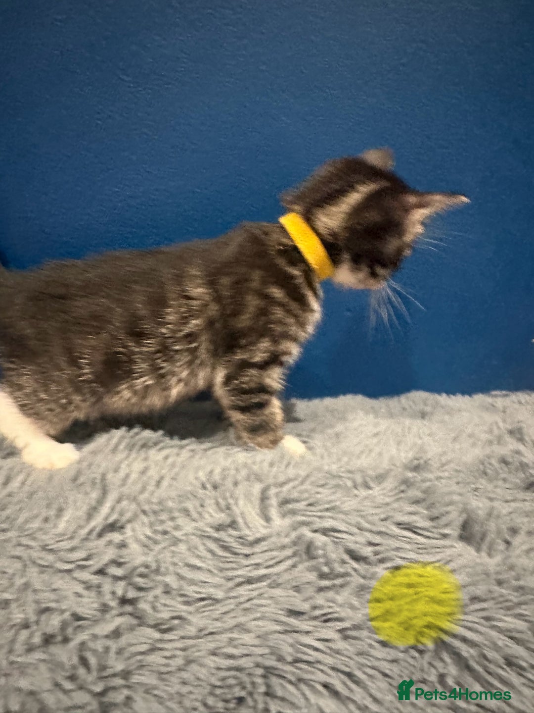 Bengal cats for sale: Queen boo 💕❤️ - Image 16