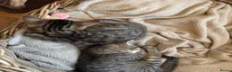 Domestic Shorthair cats for sale: Two bonded male tabby kittens  in Northallerton - Advert 4