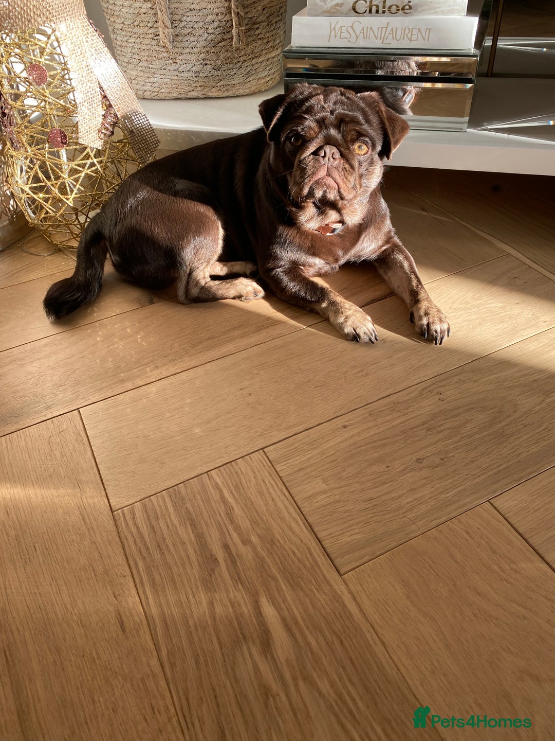 Pug dogs for sale: Chocolate Brown Pug - Image 13