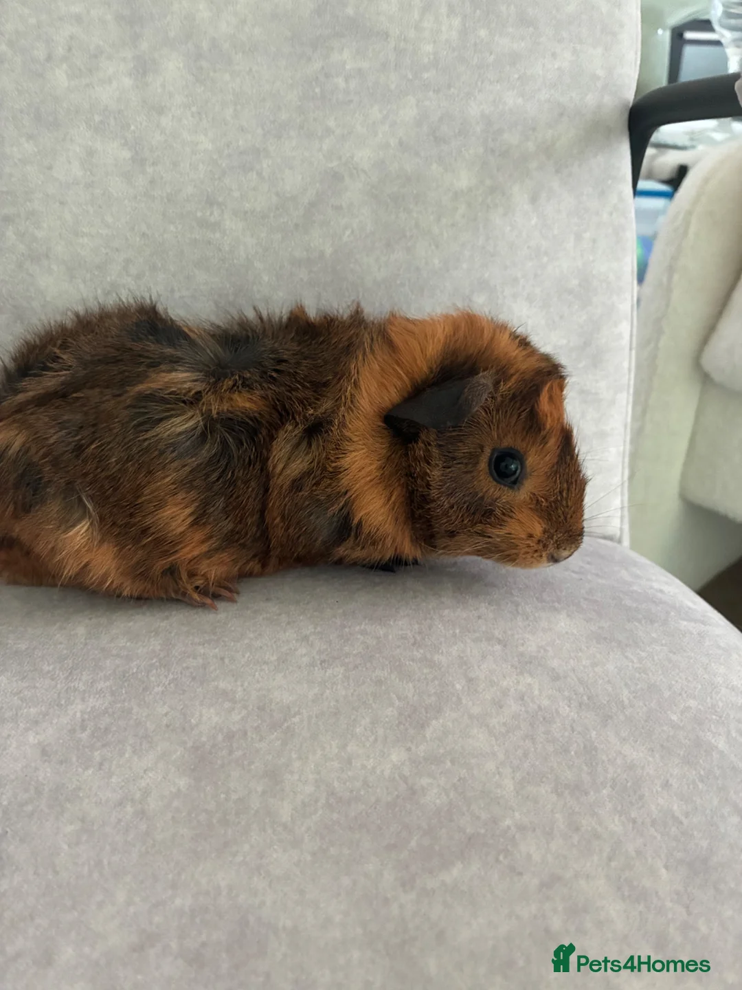 Guinea Pig rodents for sale: 2 Guinea pigs  in London - Advert 2