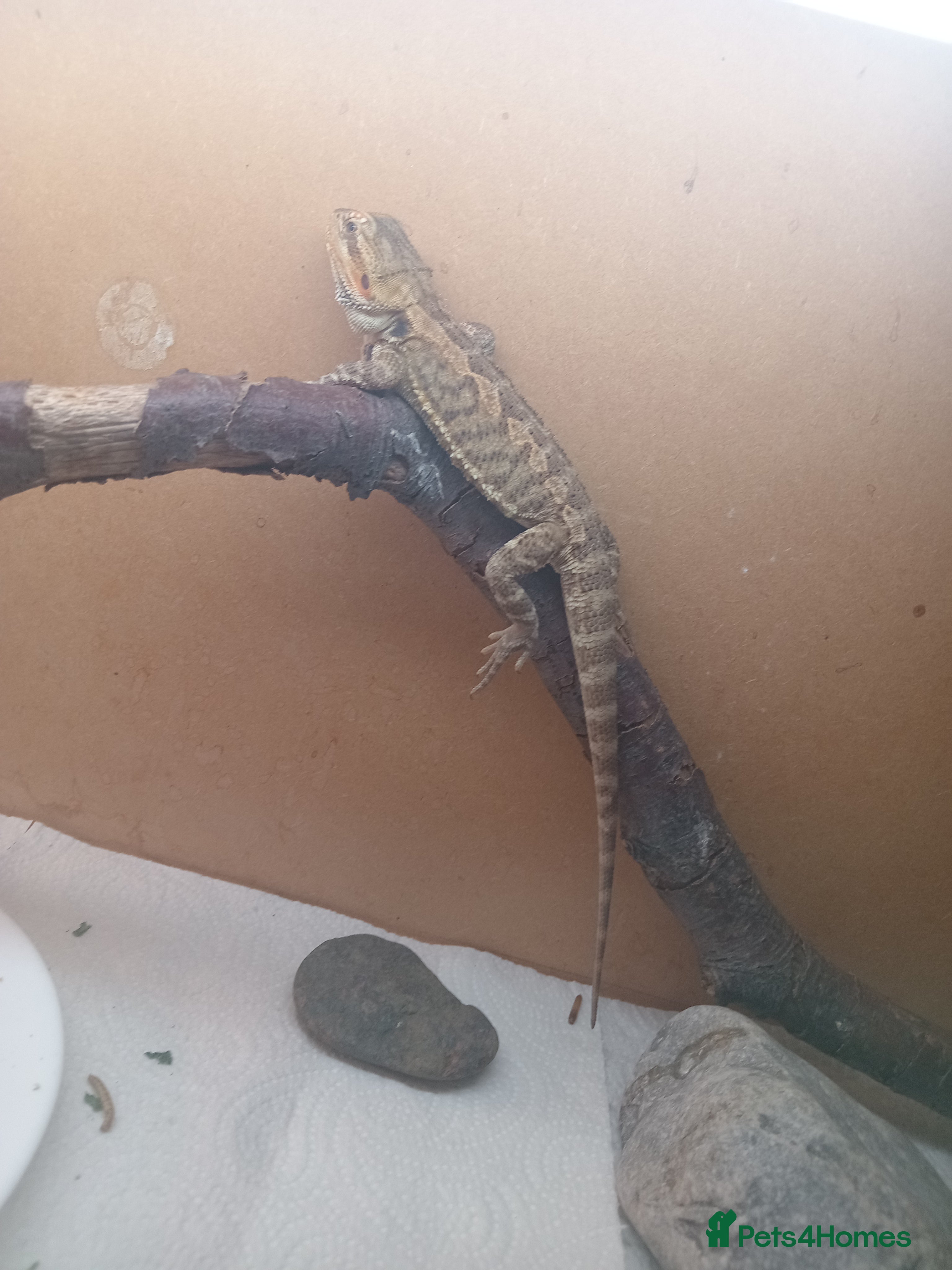 Bearded Dragon reptiles Beautiful baby is looking for forever home  - Advert 1