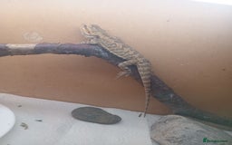 Bearded Dragon reptiles for sale: Beautiful baby is looking for forever home  - Image 1