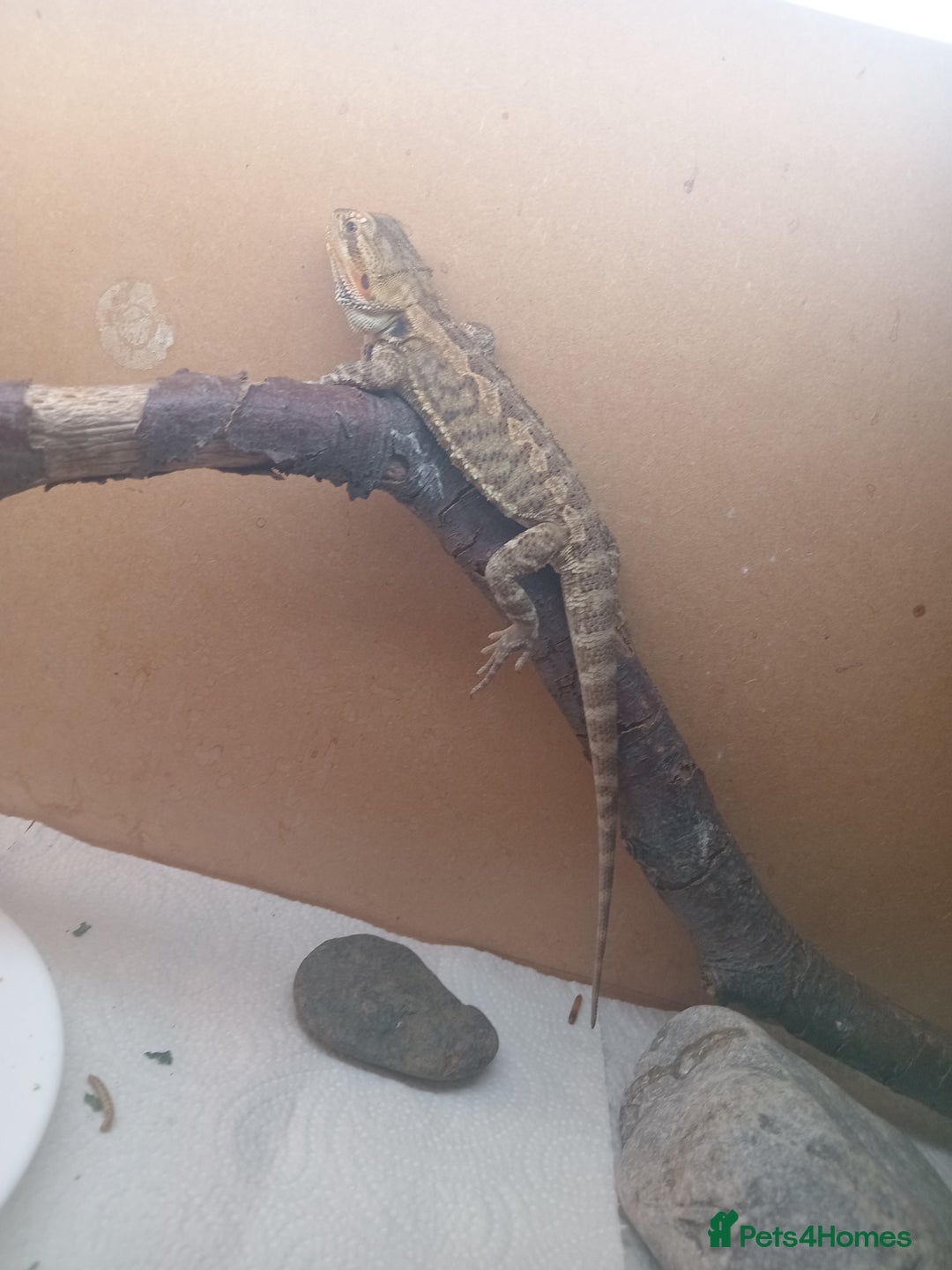 Bearded Dragon reptiles for sale: Beautiful baby is looking for forever home  - Image 1