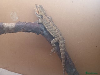 Bearded Dragon reptiles Beautiful baby is looking for forever home - Advert 1
