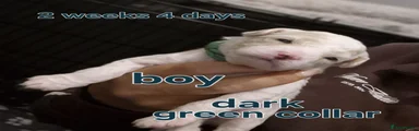Green collar