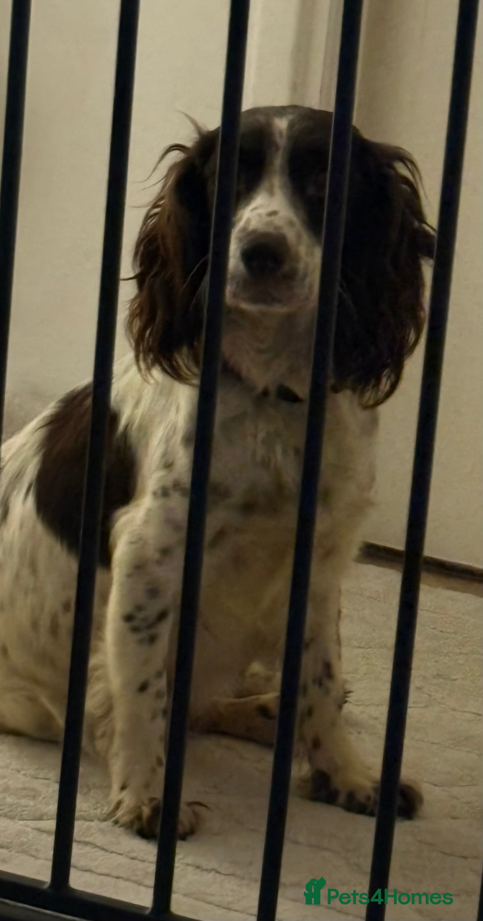 Sprocker dogs Spaniel puppies for sale - Advert 1