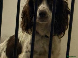 Sprocker dogs Spaniel puppies for sale - Advert 6