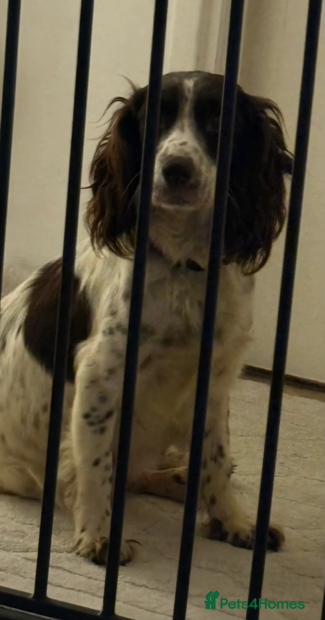 Sprocker dogs for sale: Spaniel puppies for sale - Advert 1