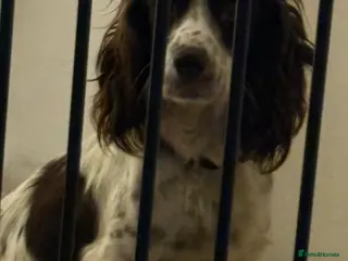 Sprocker dogs Spaniel puppies for sale - Advert 6