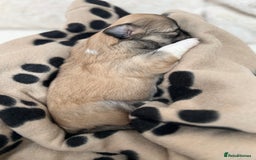 Lhasa Apso dogs for sale: Beautiful Lhasa apso puppies 🐶  - Image 10