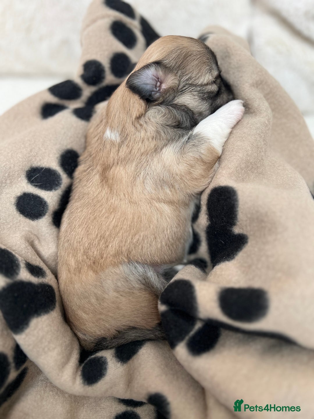 Lhasa Apso dogs for sale: Beautiful Lhasa apso puppies 🐶  - Image 10
