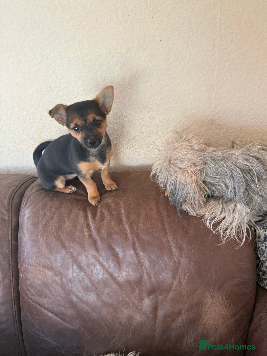 Mixed Breed dogs for sale: Tiny and beautiful  - Advert 18