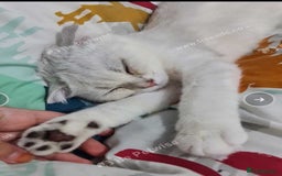 Scottish Fold cats for sale: Scotish fold male kitten - Image 4