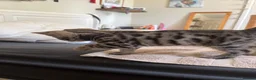 Bengal cats for sale: Beautifully marked Bengal cross kittens. - Advert 5