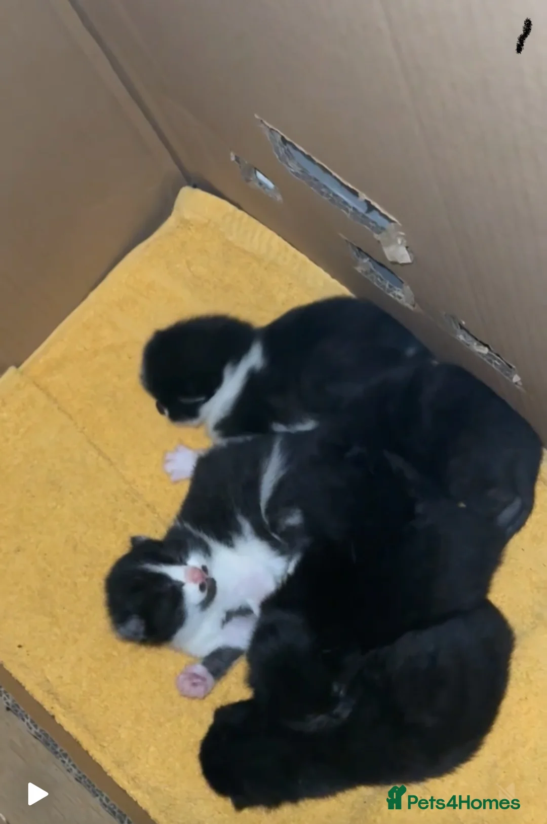 Mixed Breed cats for sale: Adorable kittens looking for loving forever homes - Advert 4