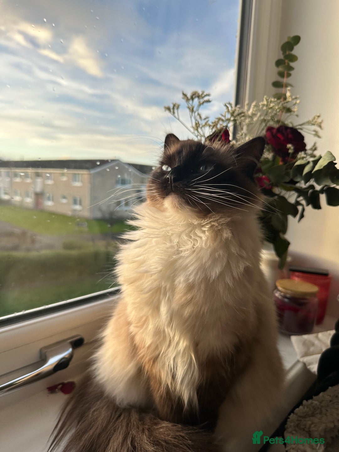 Ragdoll cats for sale: 2 gorgeous ragdoll kittens needing forever homes - Image 9