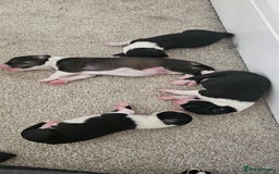 Sprollie dogs for sale: Puppies from Border Collie  - Image 3