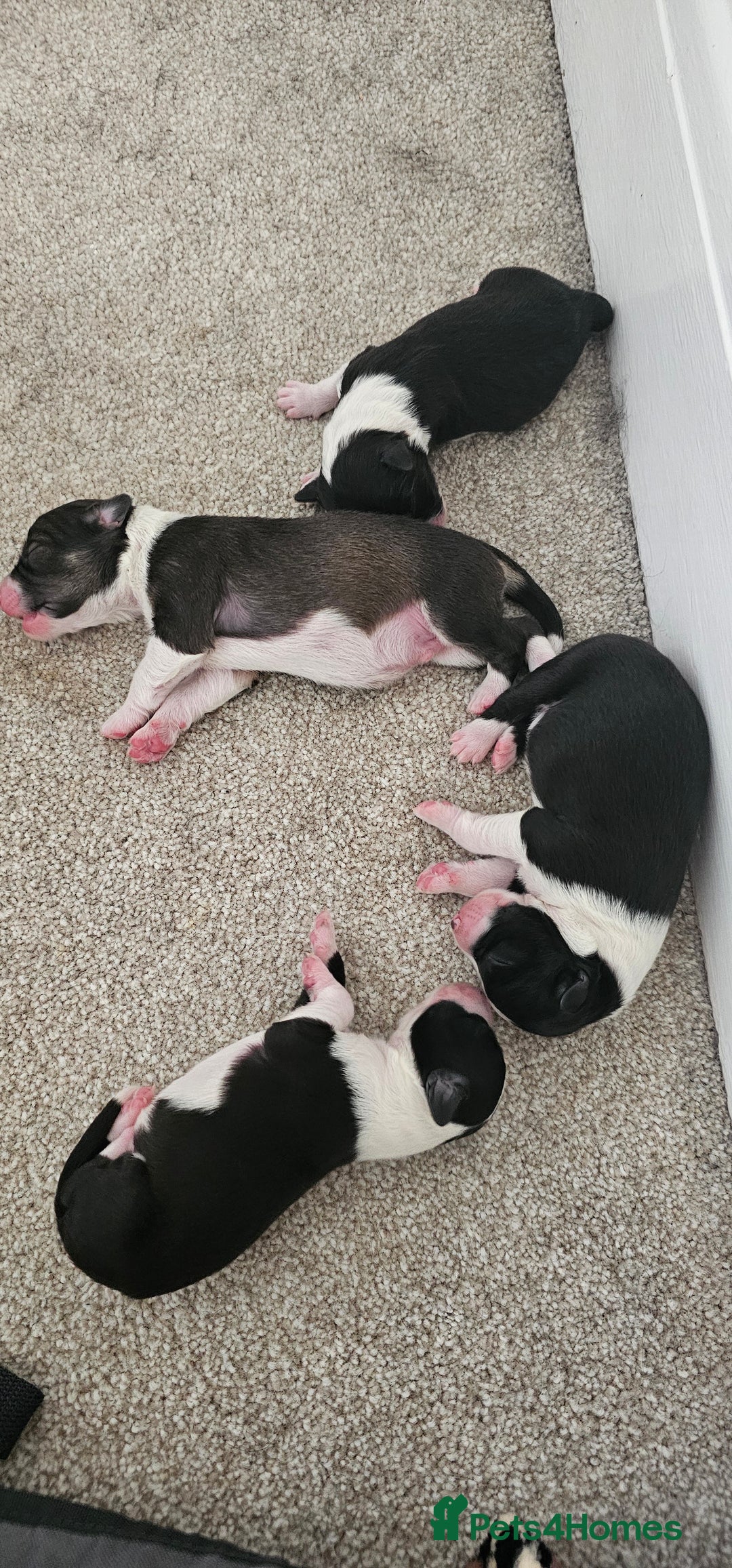 Sprollie dogs for sale: Puppies from Border Collie  - Image 3