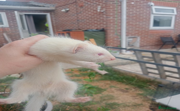 Ferret rodents - Advert 5