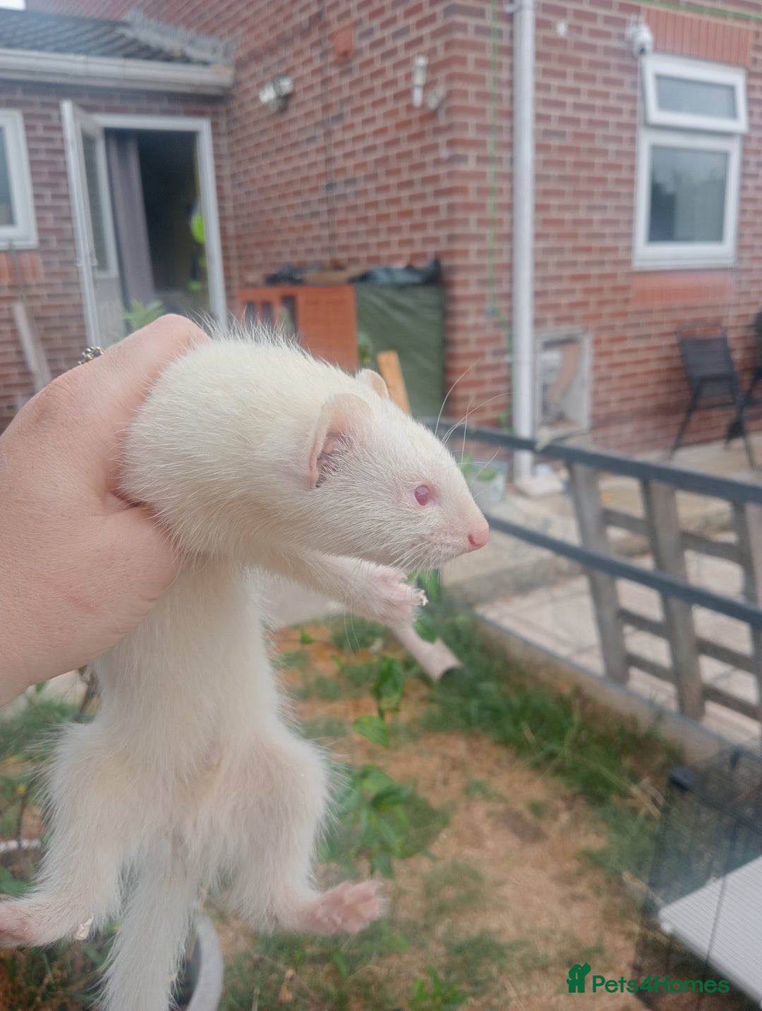 Ferret rodents for sale: 4 kits for sale  - Image 1