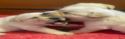Labrador Retriever dogs for sale: Show bred Labrador puppies (parents health tested) - Advert 11