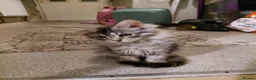 Maine Coon cats for sale: Maine coon - Advert 6