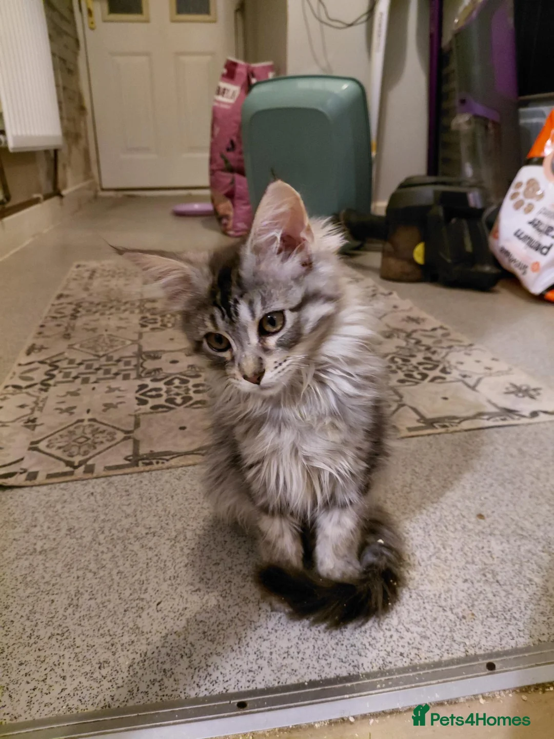 Maine Coon cats for sale: Maine coon - Advert 6