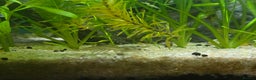 Plecos fish for sale: Golden Nugget Plec and other small fish - Advert 8